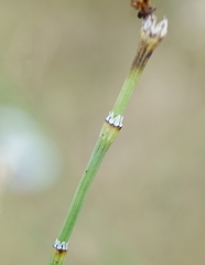 Equisetum variegatum