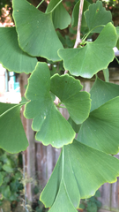 Ginkgo biloba