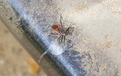 Rhynocoris ventralis