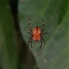 Araneus diadematus