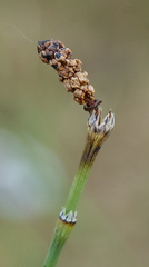 Equisetum variegatum
