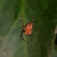 Araneus diadematus
