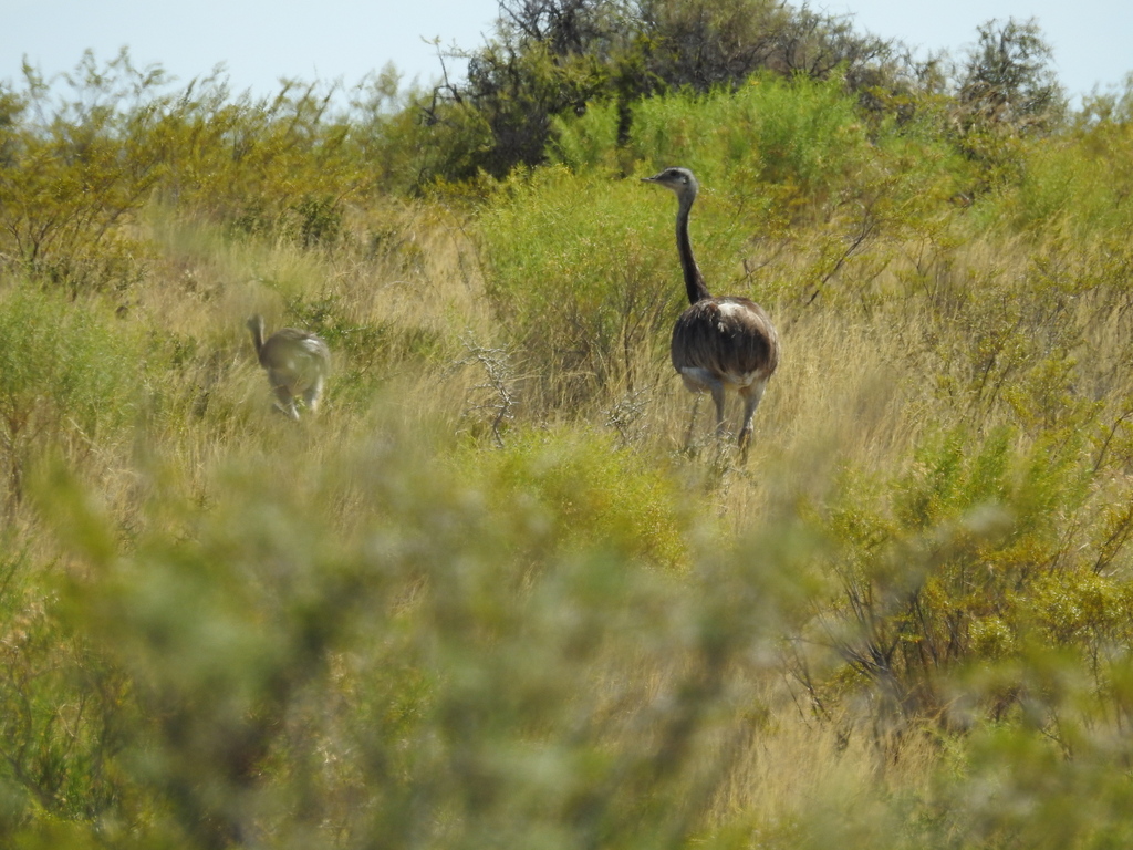 Rhea americana albescens in February 2019 by Andrea Talone · iNaturalist