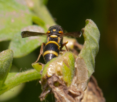 Parancistrocerus fulvipes