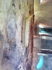 Arthropoda