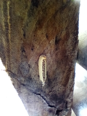 Arthropoda