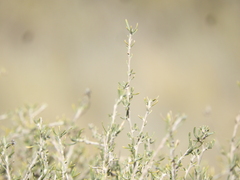 Brachyclados lycioides