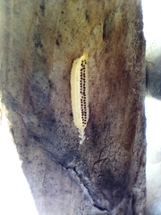 Arthropoda