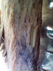 Arthropoda
