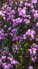 Erica rosacea