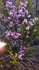 Erica rosacea