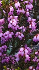 Erica rosacea