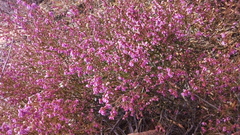 Erica rosacea