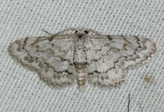Idaea violacearia