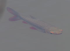 Leptobarbus rubripinna