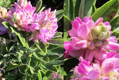 Indigofera cytisoides