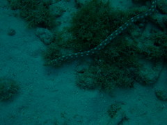 Myrichthys breviceps