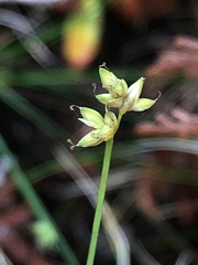 Carex tenuiflora