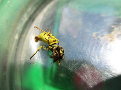 Vespula sulphurea