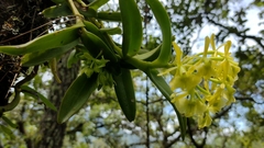 Epidendrum melistagum