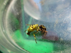 Vespula sulphurea
