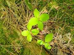 Polygaloides paucifolia