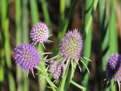 Eryngium articulatum
