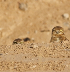Athene cunicularia