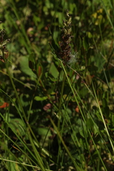 Dactylorhiza traunsteineri