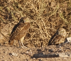 Athene cunicularia