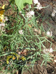Asclepias angustifolia