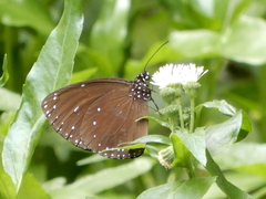 Euploea tulliolus