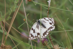 Melanargia lachesis