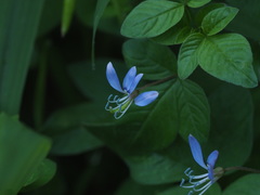 Cleome rutidosperma
