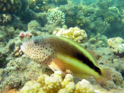 Freckled Hawkfish