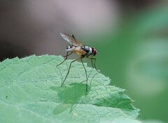 Cholomyia inaequipes