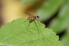 Cholomyia inaequipes