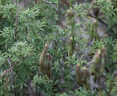 Indigofera digitata