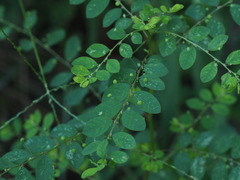Phyllanthus tenellus