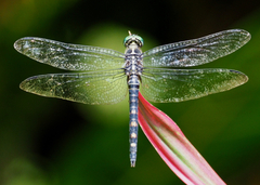 Onychothemis testacea