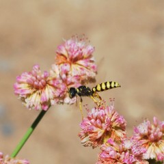 Cerceris sextoides