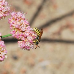 Cerceris sextoides