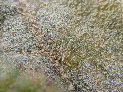 Sycamore Powdery Mildew