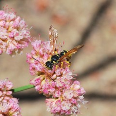 Cerceris sextoides