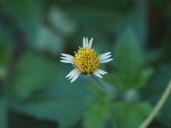 Tridax procumbens