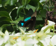 Papilio palinurus