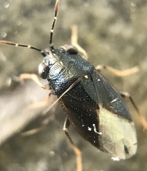 Geocoris atricolor