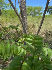 Zanthoxylum caribaeum