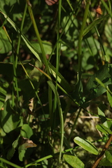 Dactylorhiza traunsteineri