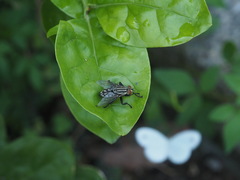 Sarcophagidae